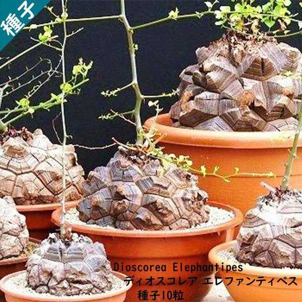 多肉植物 塊根植物 種子 種 ディオスコレア エレファンティペス