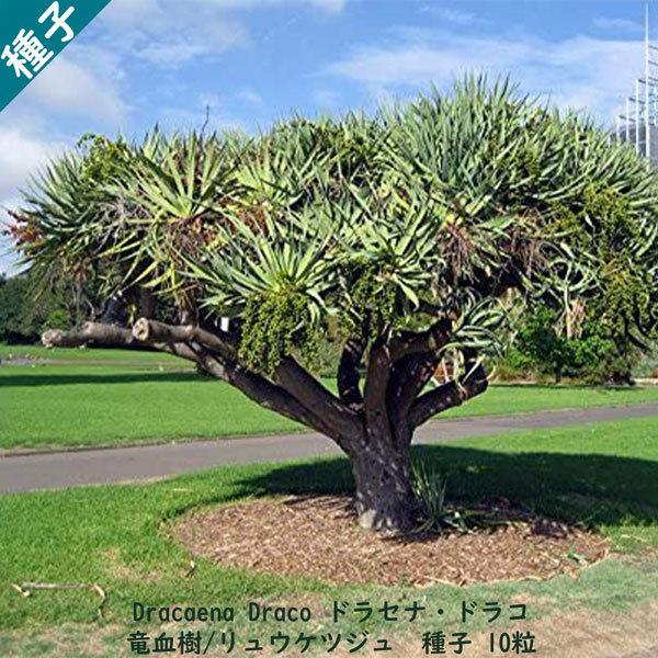 観葉植物 種子 種 Dracaena Dracoドラセナ ドラコ 長寿の木 竜血 観葉植物 種子 種 Dracaena Dracoドラセナ ドラコ 長寿の木 竜血