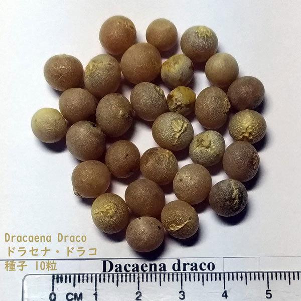 観葉植物 種子 種 Dracaena Dracoドラセナ ドラコ 長寿の木 竜血