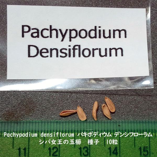 多肉植物 種子 種 Pachypodium densiflorum パキポディウム