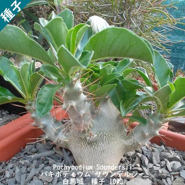 多肉植物 種子 種 Pachypodium Saundersii パキポディウム サウンデルシー 白馬城 種子 10粒 Pachypodium Saundersii 10 Berry P 通販 Yahoo ショッピング
