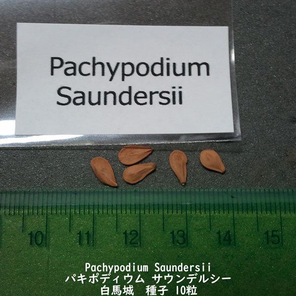 多肉植物 種子 種 Pachypodium Saundersii パキポディウム