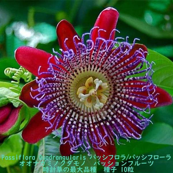 種子 種 Passiflora Quadrangularis パッシフローラ オオナガミノ
