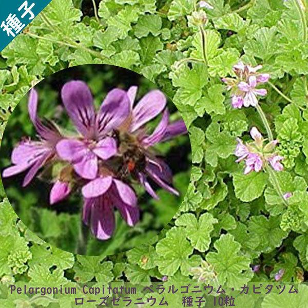 種子 種 Pelargonium Capitatum ペラルゴニウム カピタツム ローズゼラニウム 南アフリカ 種子 10粒 Pelargonium Capitatum 10 Berry P 通販 Yahoo ショッピング