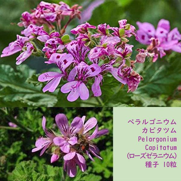 種子 種 Pelargonium Capitatum ペラルゴニウム カピタツム ローズゼラニウム 南アフリカ 種子 10粒 Pelargonium Capitatum 10 Berry P 通販 Yahoo ショッピング