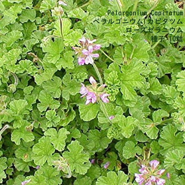 種子 種 Pelargonium Capitatum ペラルゴニウム カピタツム ローズゼラニウム 南アフリカ 種子 10粒 Pelargonium Capitatum 10 Berry P 通販 Yahoo ショッピング
