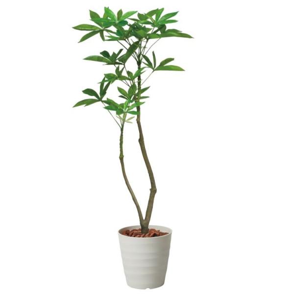 パキラ120cmブラックポット付きで簡単おしゃれ空間