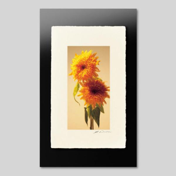 IGREBOW Ђ܂̉ ACO{E CeAtHg zOht[ MTCY J[ʐ^