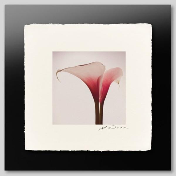 IGREBOW sÑJ[ ACO{E CeAtHg zOht[ STCY J[ʐ^