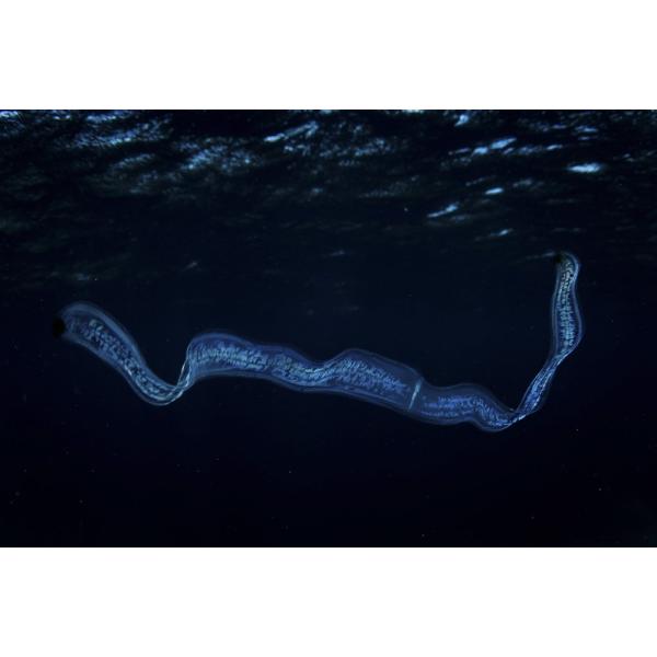 An irridescent Venus girdle drifts in dark water Komodo National Park Poster Print by Ethan DanielsStocktrek Images (17 x 11)