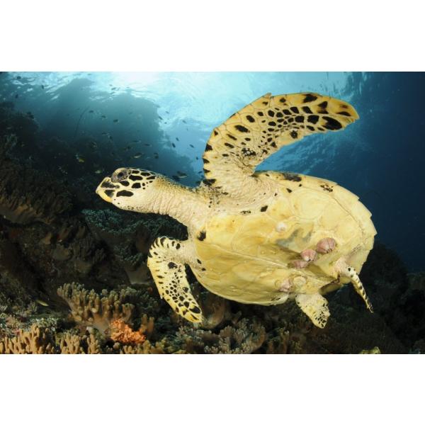 Posterazzi Close-up view of the underside of a Hawksbill sea turtle complete with barnacles on a reef in Raja Ampat West Papua Indonesia Poster Print,