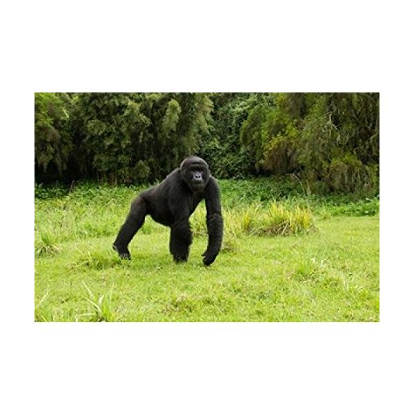 Posterazzi Rwanda Volcanoes NP Mountain Gorilla Running Poster Print by Joe ＆ Mary Ann McDonald, (17 x 11)