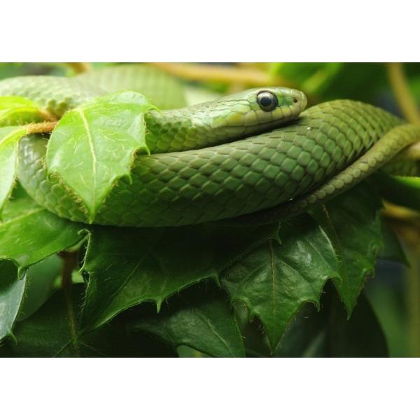 Posterazzi Smooth Greensnake (Captive) Liochlorophis (Opheodrys) Vernalis Ecomuseum Steannedebellevue Quebec Canada Poster Print, (18 x 13)