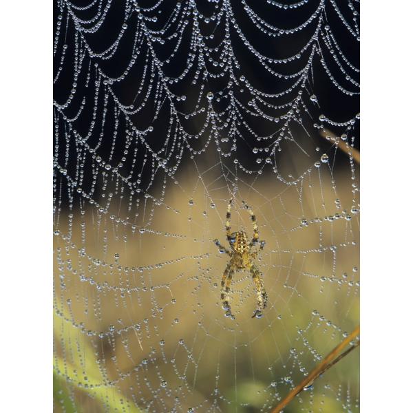 Posterazzi Dew collects on the web of a European Garden Spider Astoria Oregon United States of America Poster Print, (13 x 18)