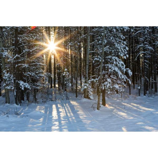 Posterazzi DPI12325940 Sunburst Coming Through A Snow Covered Forest Kananaskis Country, Alberta, Canada Photo Print, 19 x 12