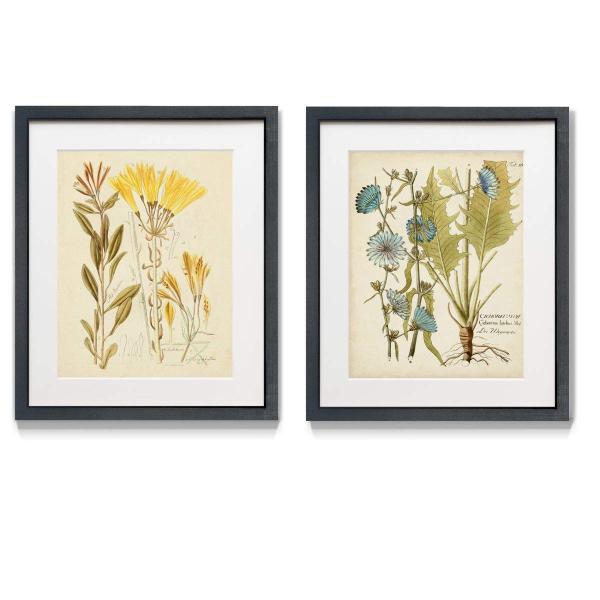 Renditions Gallery Cichorium 2 Piece Framed Artwork Set, Colorful Floral, Botanical, Flower Art, Blue, Green Yellow, Black Matte Frame ＆ White Mat, P