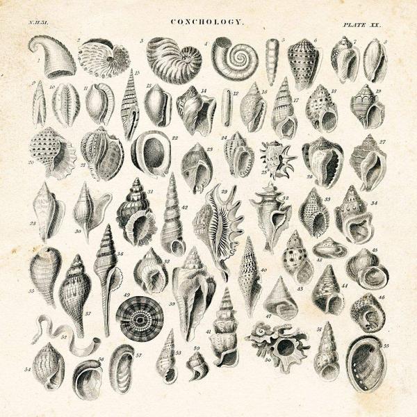 Posterazzi PDXBAB523LARGE Shell Chart Gwendolyn Babbitt Poster Print, 24 x 24