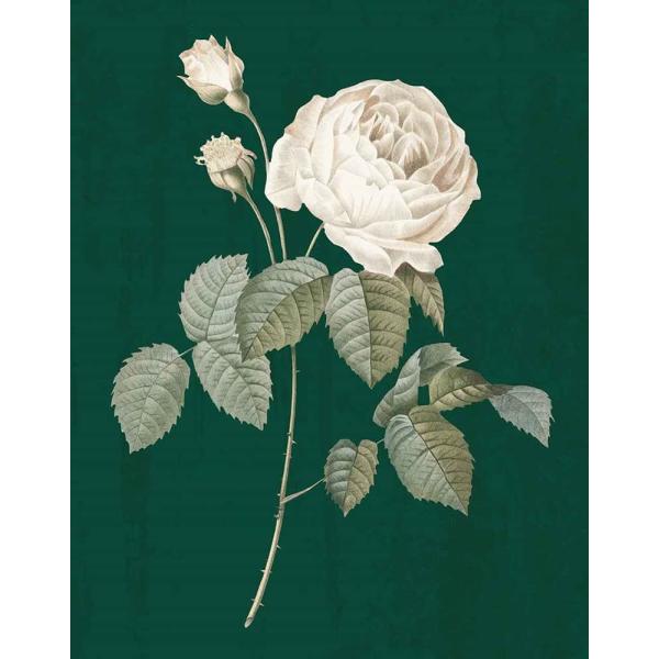 White Roses on Green II by Wild Apple Portfolio Art Print, 9 x 12 inches
