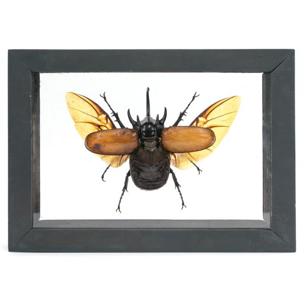 Authentic 5 Horn Beetle Eupatorus Gracilicornis Flying Form Taxidermy in 3D-Box Display Shadow box frame Sustainably Sourced (Black Wooden Box and Tra
