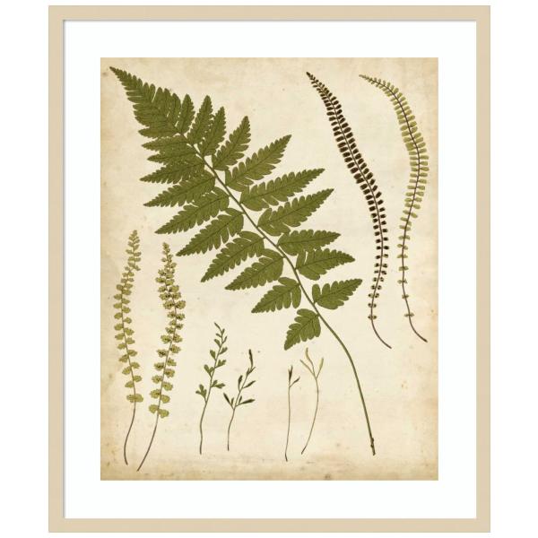 Amanti Art Framed Wall Art Print 33x28 Fern Portfolio II by Francis Heath, Nature Wall Art, Vintage Decor, Large Poster Painting Artwork for Living Ro