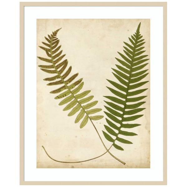 Amanti Art Framed Wall Art Print 41x33 Fern Portfolio III by Francis Heath, Nature Wall Art, Vintage Decor, X-Large Poster Painting Artwork for Living