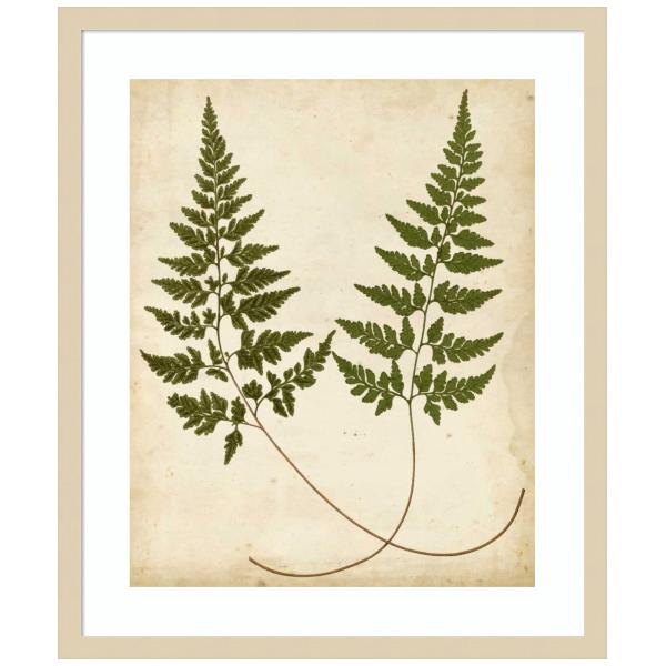Amanti Art Framed Wall Art Print 25x21 Fern Portfolio I by Francis Heath, Nature Wall Art, Vintage Decor, Medium Poster Painting Artwork for Living Ro