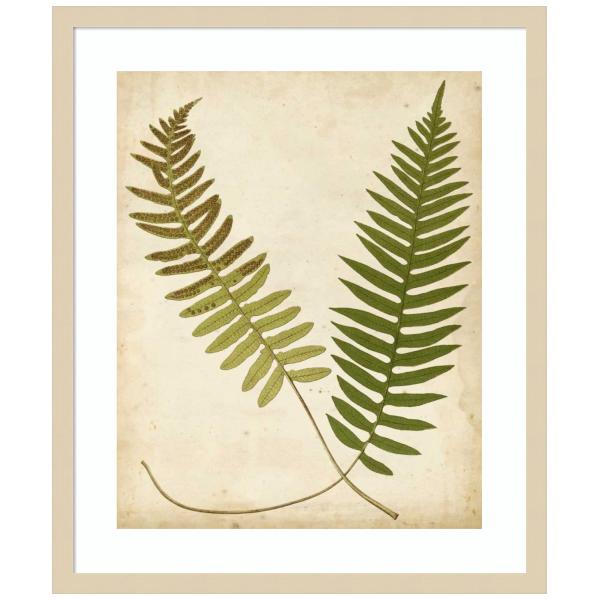 Amanti Art Framed Wall Art Print 25x21 Fern Portfolio III by Francis Heath, Nature Wall Art, Vintage Decor, Medium Poster Painting Artwork for Living