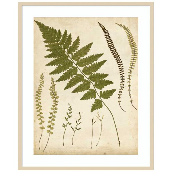 Amanti Art Framed Wall Art Print 41x33 Fern Portfolio II by Francis Heath, Nature Wall Art, Vintage Decor, X-Large Poster Painting Artwork for Living