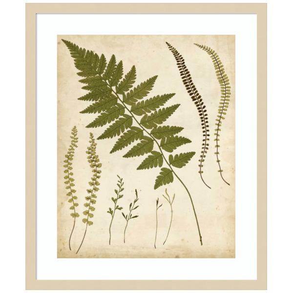 Amanti Art Framed Wall Art Print 25x21 Fern Portfolio II by Francis Heath, Nature Wall Art, Vintage Decor, Medium Poster Painting Artwork for Living R