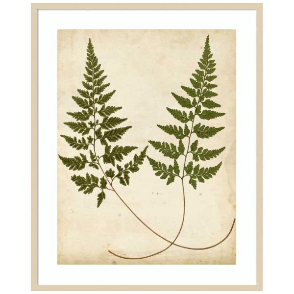 Amanti Art Framed Wall Art Print 41x33 Fern Portfolio I by Francis Heath, Nature Wall Art, Vintage Decor, X-Large Poster Painting Artwork for Living R