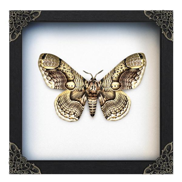 Real Brahmaea Moth 7" Framed Butterfly Taxidermy Gothic Decor K18-03-TR