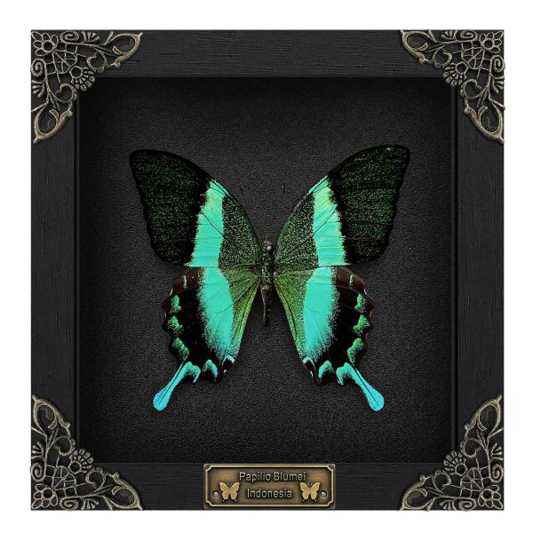 Real Peacock Swallowtail Butterfly 6.3" Framed Specimen Taxidermy K16-23-DE
