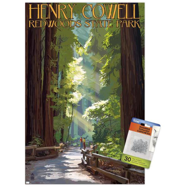 Lantern Press - Redwoods State Park, Henry Cowell, Pathway in Trees Wall Poster with Push Pins
