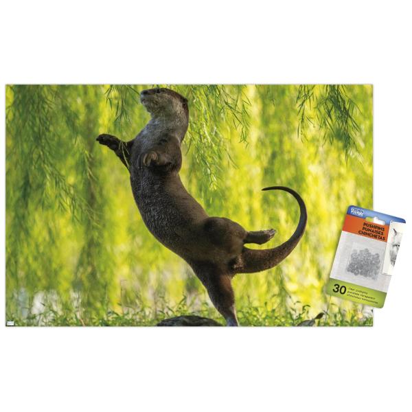 Trends International The Comedy Wildlife Photography Awards: Otter Kwek - Ballerina Wall Poster with Push Pins, 14.72" x 22.37", Premium Poster ＆ Pus