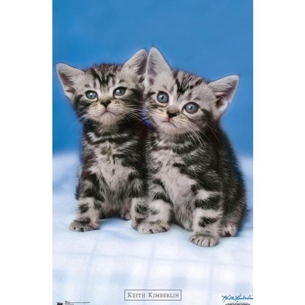Trends International Keith Kimberlin - Kittens - Twins Wall Poster, 19L x 13W, Premium Unframed Version