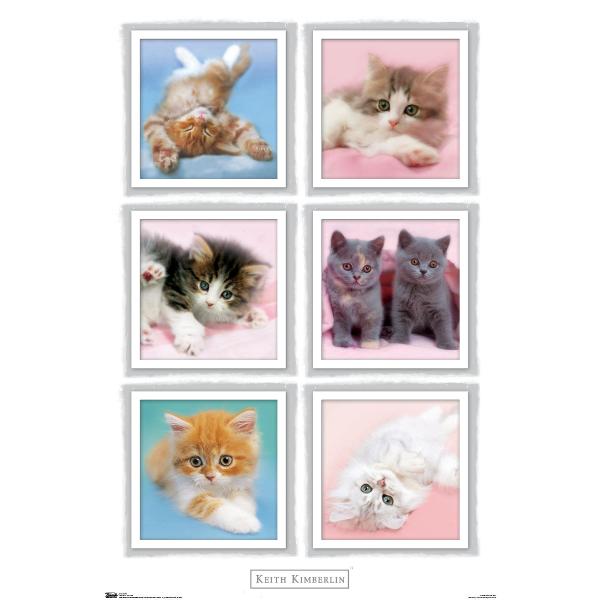 Trends International Keith Kimberlin - Kittens Wall Poster, 19L x 13W, Premium Unframed Version