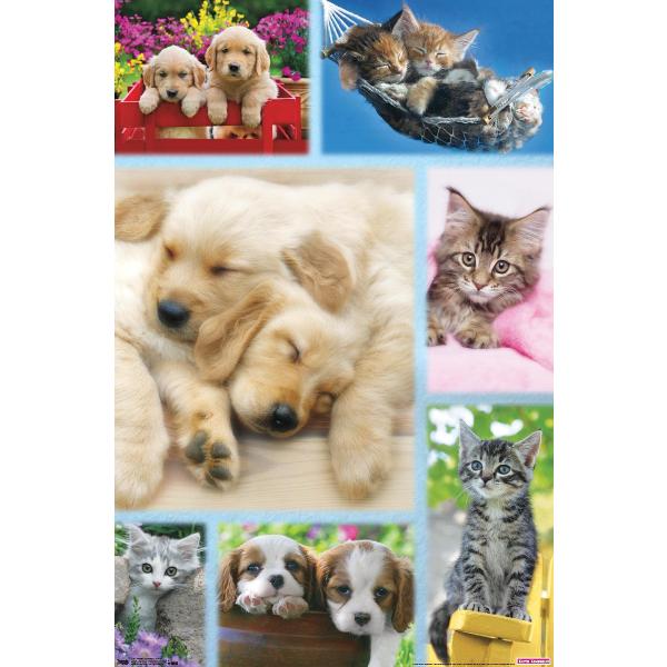 Keith Kimberlin - Puppies and Kittens Collage Wall Poster, 19L" x 13W", Premium Unframed Version