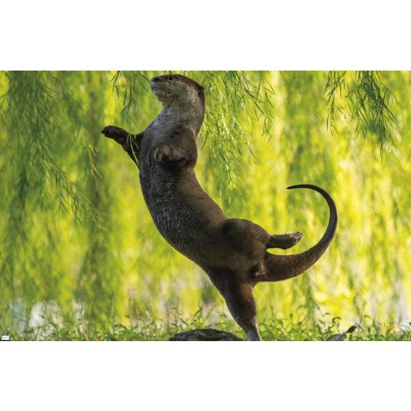 Trends International The Comedy Wildlife Photography Awards: Otter Kwek - Ballerina Wall Poster, 19L x 13W, Premium Unframed Version