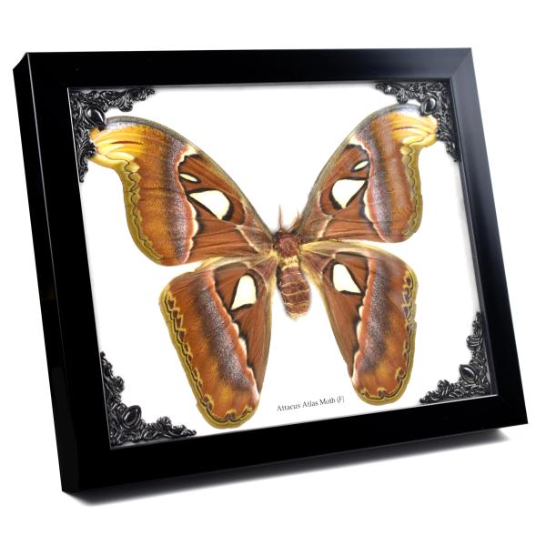 Framed Atlas Moth Wall Decor Box Frame | Mexican Gothic Taxidermy | Witch ＆ Halloween D〓cor for Bedroom | Goth Decor, Oddities, and Witchy Spaces