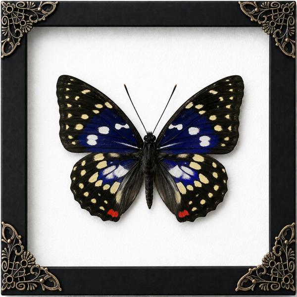 Real Great Purple Emperor Butterfly 6.3" Framed Inset Specimen K16-131-TR