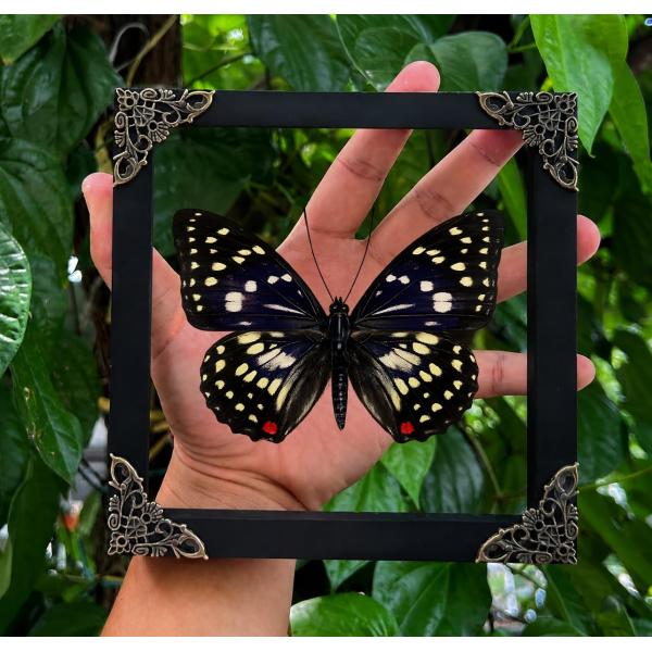 Real Great Purple Emperor Butterfly 6.3" Framed Inset Specimen K16-131-KINH