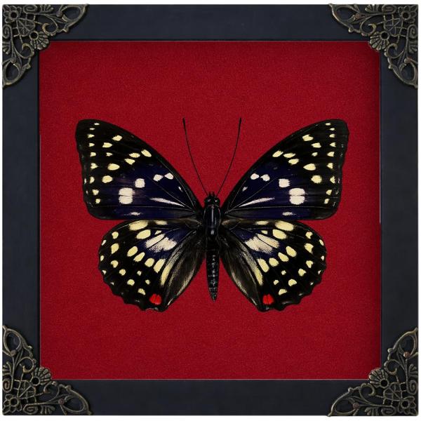 Real Great Purple Emperor Butterfly 6.3" Framed Inset Specimen K16-131-DO
