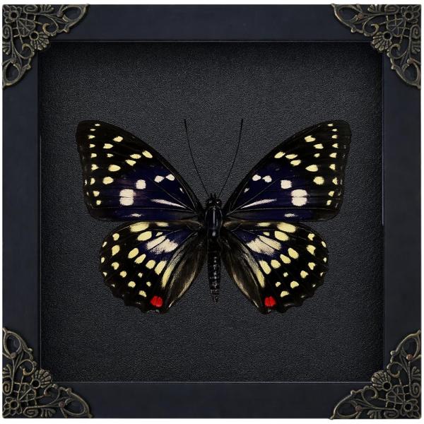 Real Great Purple Emperor Butterfly 6.3" Framed Inset Specimen K16-131-DE
