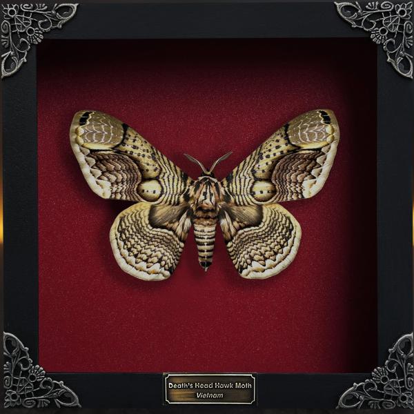 Real Brahmaea Moth 7" Framed Butterfly Taxidermy Gothic Decor K18-03-DO