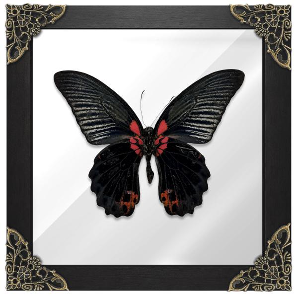 Great Mormon Swallowtail Shadow Box Preserved Insect Specimen K16-135-KINH