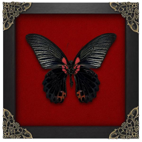 Real Great Mormon Swallowtail 6.3" Framed Specimen Taxidermy K16-135-DO