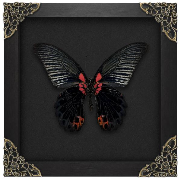 Real Great Mormon Swallowtail 6.3" Framed Specimen Taxidermy K16-135-DE