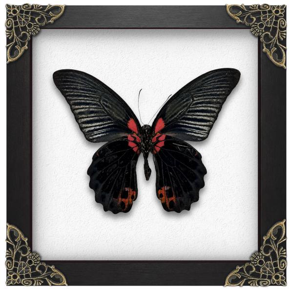 Real Great Mormon Swallowtail 6.3" Framed Specimen Taxidermy K16-135-TR