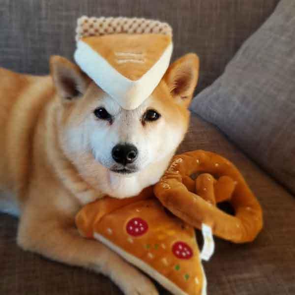�yBESTEVER�z�� �������� �y�b�g �g�C ������ �ꏏ�ɗV�� �yLOVE PETS by BESTEVER�z�v���b�c�F�� Pretzel ���i�摜5