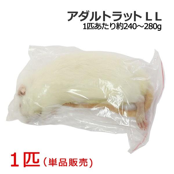 送料は冷凍商品の為、地域別で異なります。価格は注文承諾後メールにてご連絡いたします。※代引きは不可となります。■ご注意■午前中までにご入金が確認できれば当日発送が可能です。それを過ぎますと翌営業日からの発送となります。土日祝日休みの為、お届...